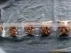 Nut thumbnail-1