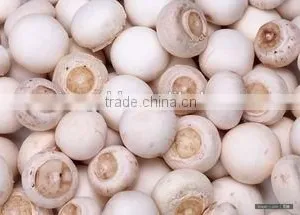 Frozen Nameko Mushrooms Healthy and High Quality thumbnail-1