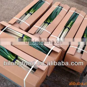 2016 New Crop Fresh Scallions (fresh Leek) thumbnail-2