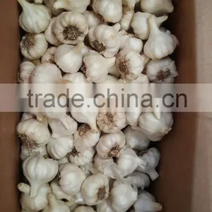 Wholesale Garlic Pure White Garlic 4.5cm-5cm thumbnail-4