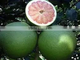 Vietnam Fresh Pomelo Best Price and High Quality thumbnail-1