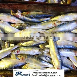 Frozen Sardine Fish for Canning thumbnail-1