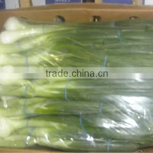 Fresh Onion Spring Onion thumbnail-1