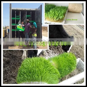 China Wholesale Container Type Barley Sprouting Machine thumbnail-1