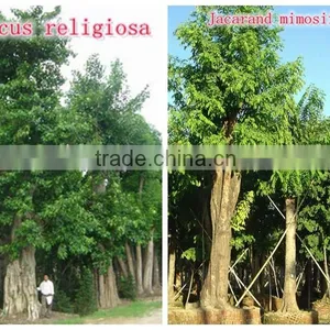 Outdoor Landscaping Tall Ornamental Green Decorative Plants thumbnail-4