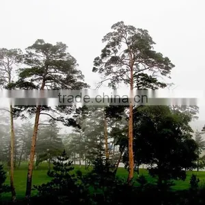 Changpai Scotch Pine Seedling thumbnail-3