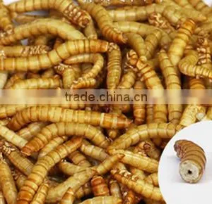 Freeze Dried Mealworms for Pet Food thumbnail-2