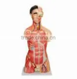 Human Torso For LM1256-1 thumbnail-1