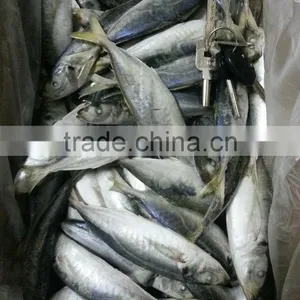 Sea Frozen Horse Mackerel thumbnail-1