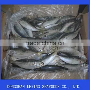 Frozen IQF Horse Mackerel thumbnail-1