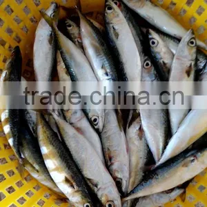 Frozen Whole Round Pacific Mackerel thumbnail-2