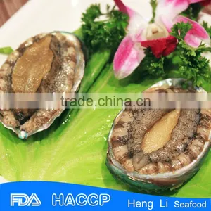 Ablaone Frozen With Shell Supplier thumbnail-1