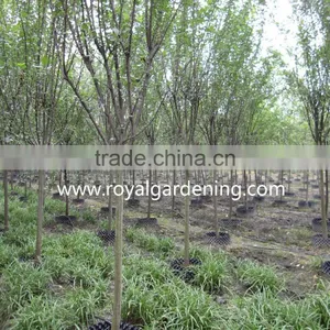 Prunus Serrulata Nursery thumbnail-2