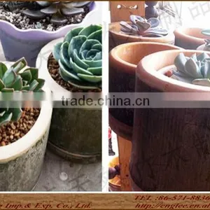 Promotion Fresh Bamboo Cook Mug/large Size Bamboo Cup thumbnail-5