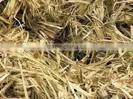 Quality BAGASSE for Animal Feed thumbnail-1