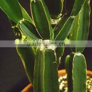 Best Quality Cissus Quadrangularis Powder Sale thumbnail-2