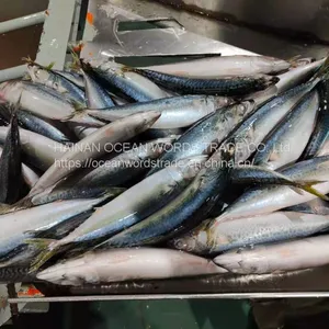 Pacific Mackerel, 100-200gles thumbnail-2