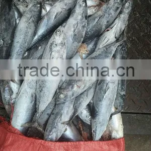High Quality Seafood Frozen Fish Pacific Bonito Size 500 thumbnail-5