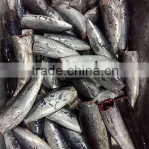 New HGT Frozen Bonito Fish and Auxis Thazard thumbnail-4