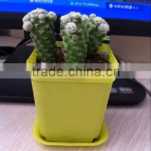 Plastic Injection Indoor Flower Pots thumbnail-4