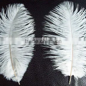 Ostrich Feather thumbnail-1
