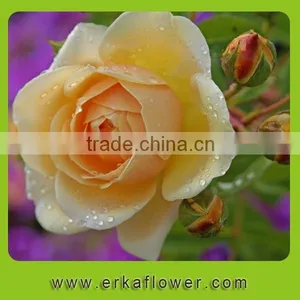 Reasonable Price Two Heads Autumn Stem Fresh Rose thumbnail-4
