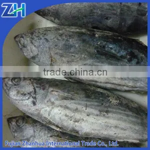 Sea Frozen Skipjack Tuna and Yellowfin Tuna thumbnail-1