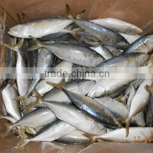 Indian Mackerel AA thumbnail-1