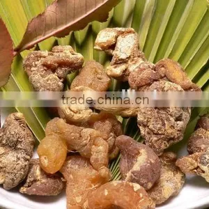 Polygonatum Extract Powder thumbnail-1