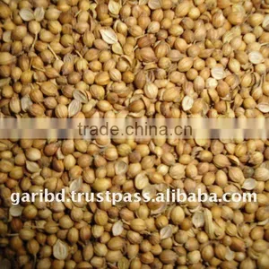 CORIANDER, BANGLADESH thumbnail-1
