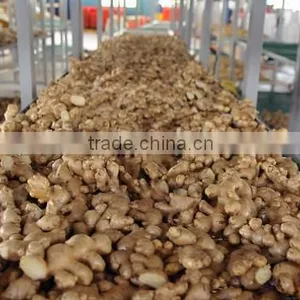 ORGANIC FRESH GINGER VIETNAM FOR GINGER SLICES thumbnail-2