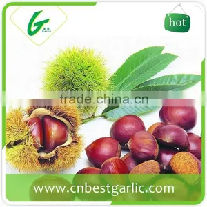 Fresh Sweet Chestnut in Shell for Sale thumbnail-3