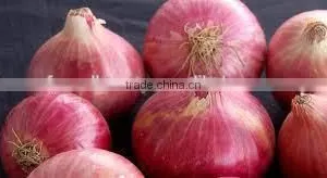RED AND YELLOW EGYPTIAN ONION thumbnail-1