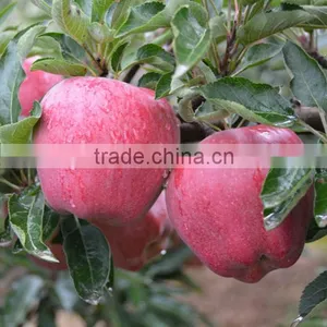 Fresh Huaniu Apple From Gansu Province Fresh Huaniu Apple thumbnail-1