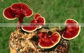 Reishi Mushroom Extract UPR Capsule Royal Jelly Dietary Supplement ... thumbnail-2