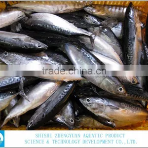 2016 New Arrive Chinese Seafood Frozen Bonito thumbnail-1