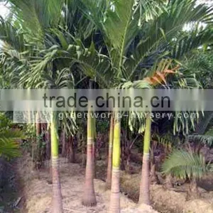 Veitchia Merrillii Palm Trees thumbnail-1