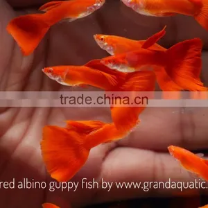 Full Red Albino Guppy for Freshwater Aquarium Fish Export Company From Thailand thumbnail-2