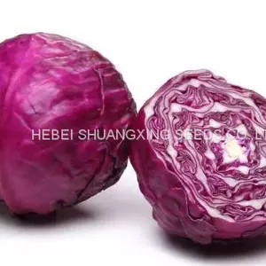 F1 Hybrid Red Purple Cabbage Seeds SXC No.2 thumbnail-1
