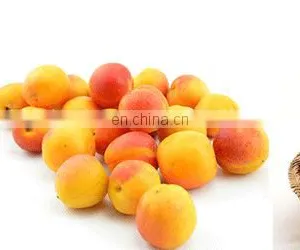 Stainless Steel Coconut Milk Screw Industrial Fruit Apple Watermelon Mango Pineapple Juice Crusher Juicer Extractor Machine thumbnail-4