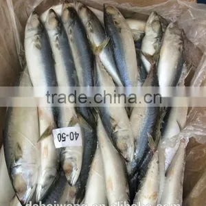 BQF Whole Round Pacific Mackerel Size 40 - 50 Pcs /g thumbnail-5