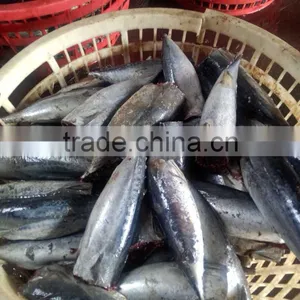 Frozen HGT Tuna Bonito Fish AUXIS THAZARD thumbnail-1
