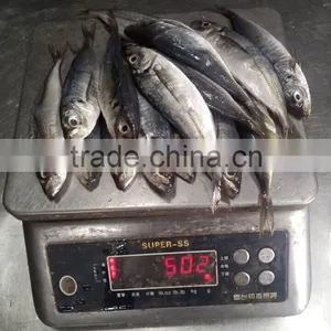 30-50g for Bait Small Size Horse Mackerel or Sacd thumbnail-1