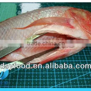 Frozen Fresh Red Tilapia Fish WR thumbnail-3