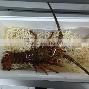 Juan Fernandez Rock Lobster - LIVE thumbnail-1