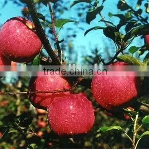 Fresh Qinguan Apple thumbnail-1