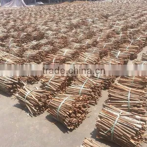 BROKEN CASSIA - CINNAMON (website: Vuongngoc0901) thumbnail-1