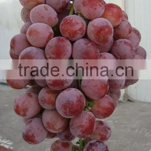 Fresh Style and Grapefruit Type Fresh Fruit From China thumbnail-3