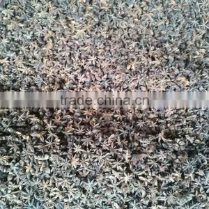 SPRING STAR ANISEED thumbnail-5