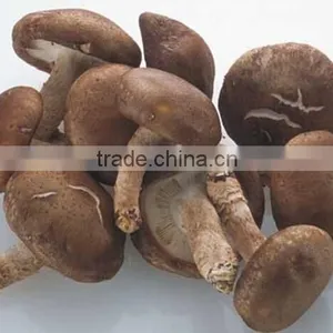 Lentinus Edodes/mushroom Champignon/champignon Mushroom thumbnail-5